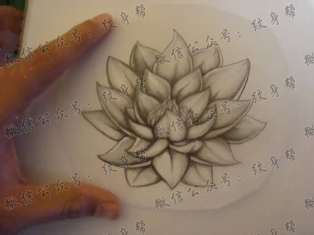 一列15篇莲花开yun体育官网入口登录app下载手稿制图案素材